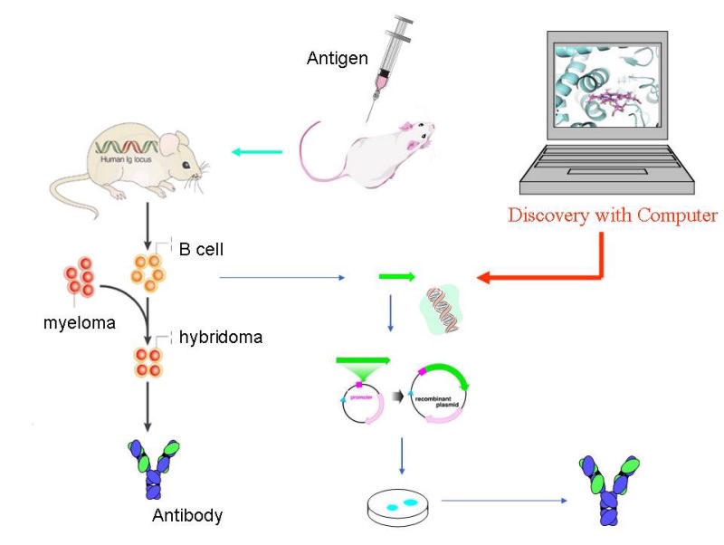 Antibody