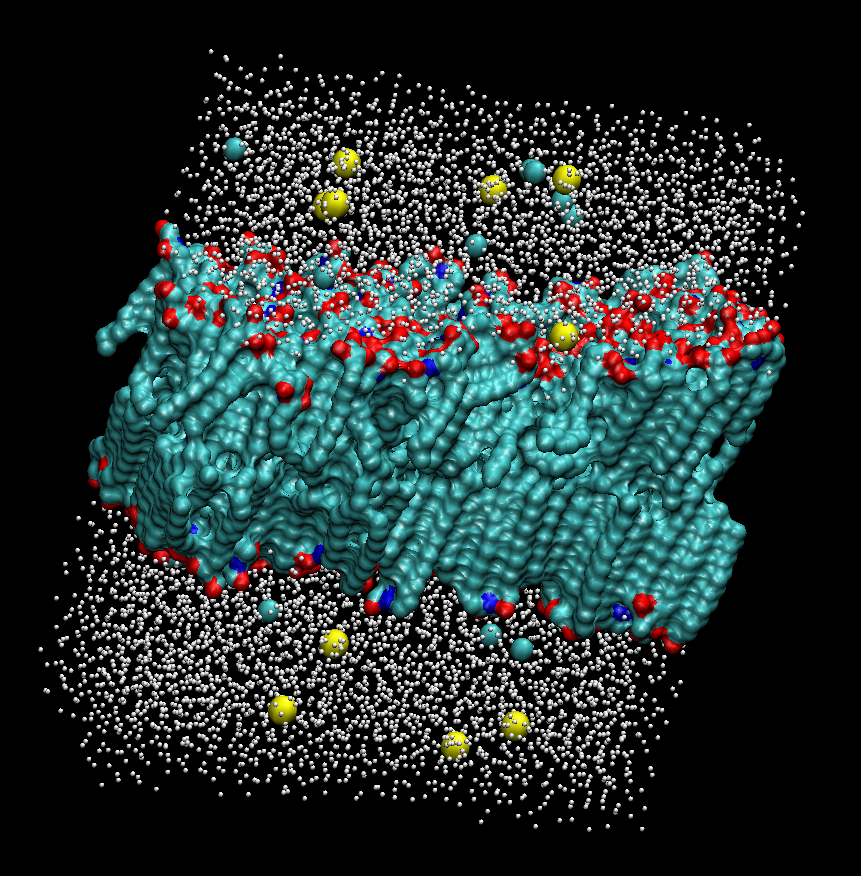 membrane