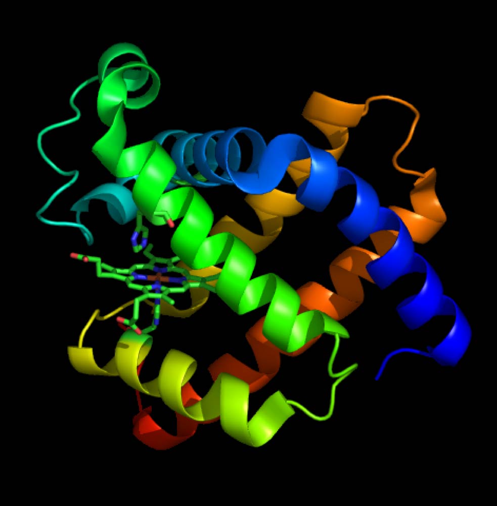 myoglobin