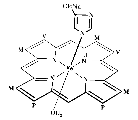 myoglobinpigment
