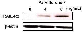 : : : : : parviflorene FFig